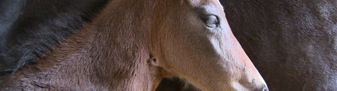 „Fohlenarbeit mit Diablito“  Die neue Filmserie der Modern Horse Company über die Arbeit mit dem Fohlen