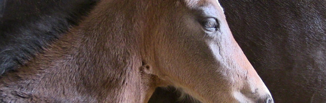 „Fohlenarbeit mit Diablito“  Die neue Filmserie der Modern Horse Company über die Arbeit mit dem Fohlen